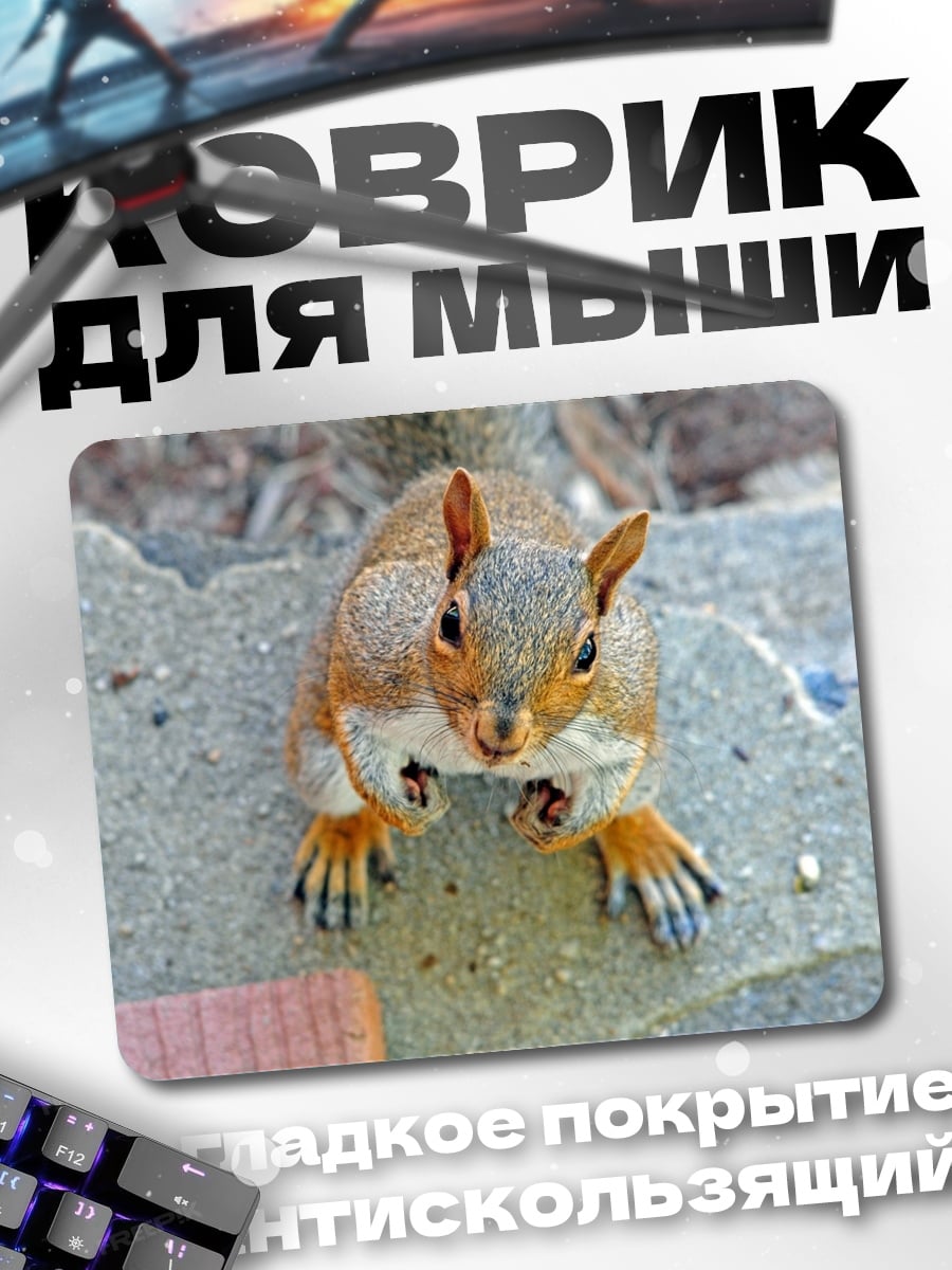 Коврик белка смотрит