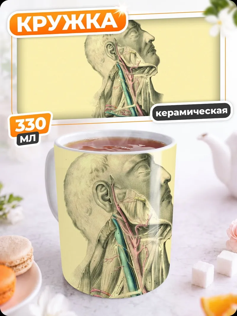 Кружка керамическая Анатомия шеи человека