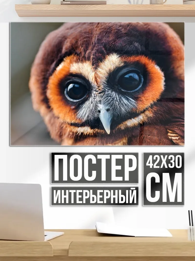 Постер Крупный план совы