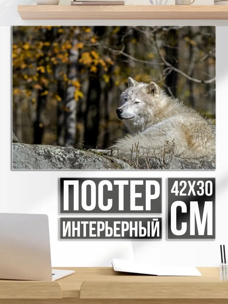 Постер Белый волк осенью