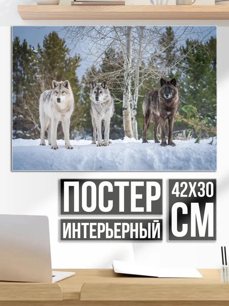 Постер три волка в снегу