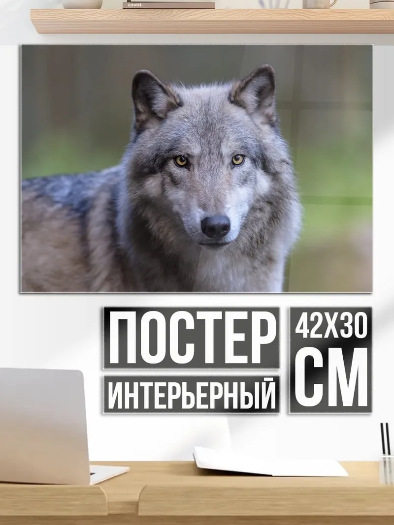 Постер Портрет волка