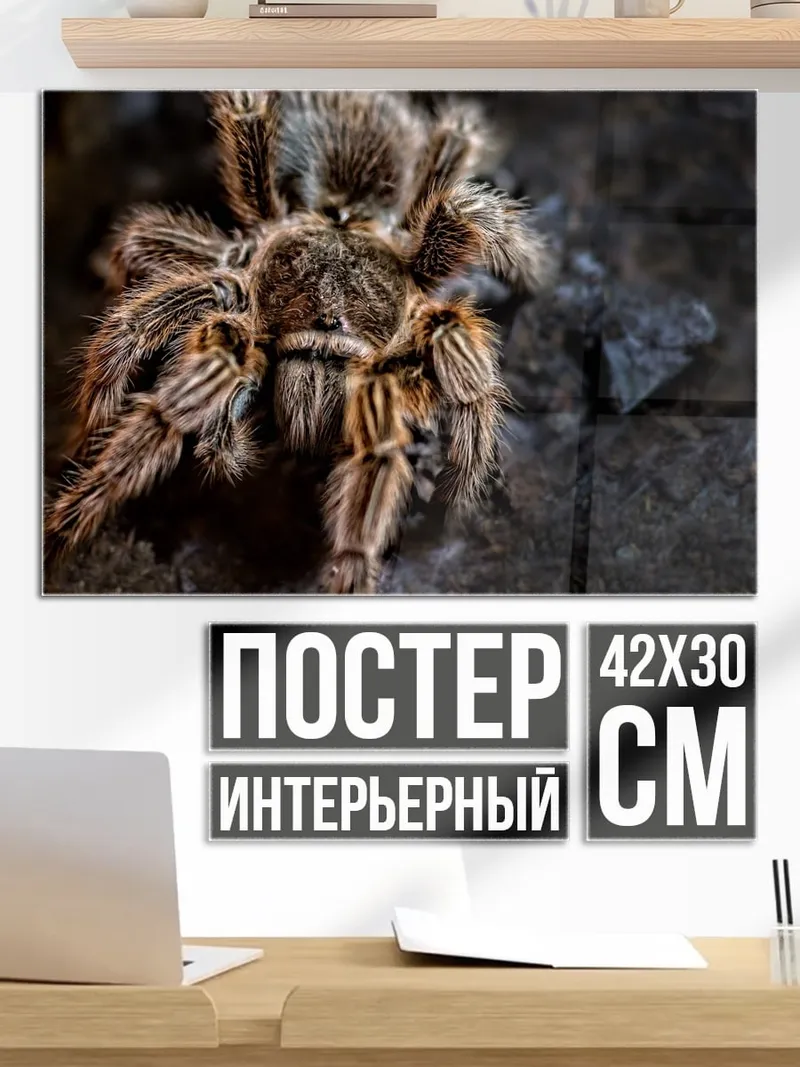 Постер Тарантул на камне