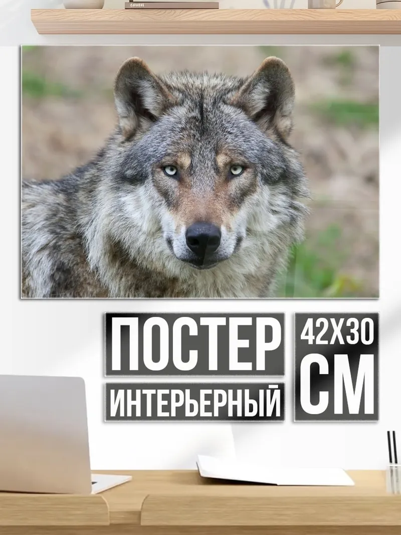 Постер Портрет волка