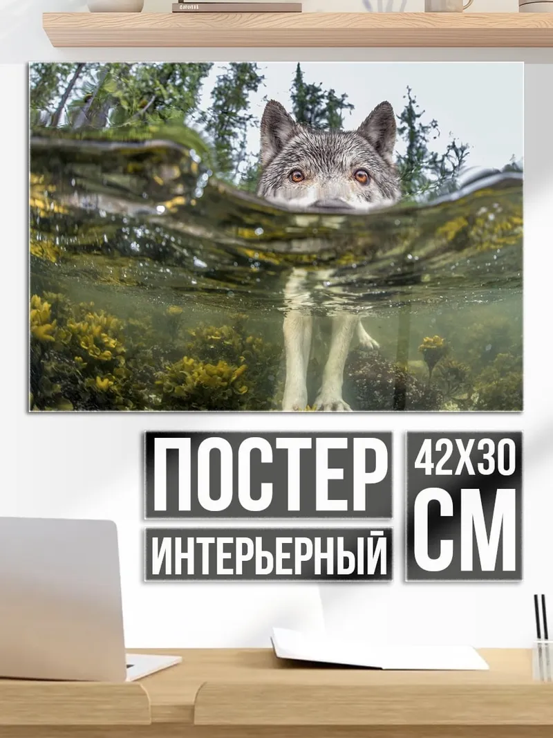 Постер Волк в воде