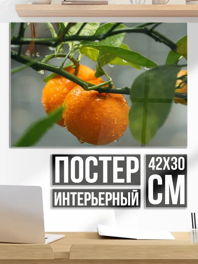 Постер мандарины на ветке