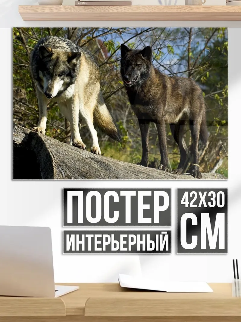 Постер Два волка на камне