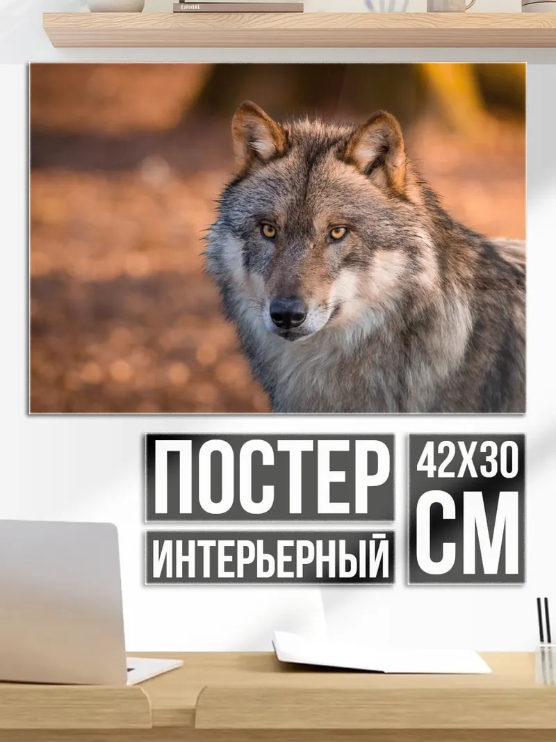 Постер Волк смотрит