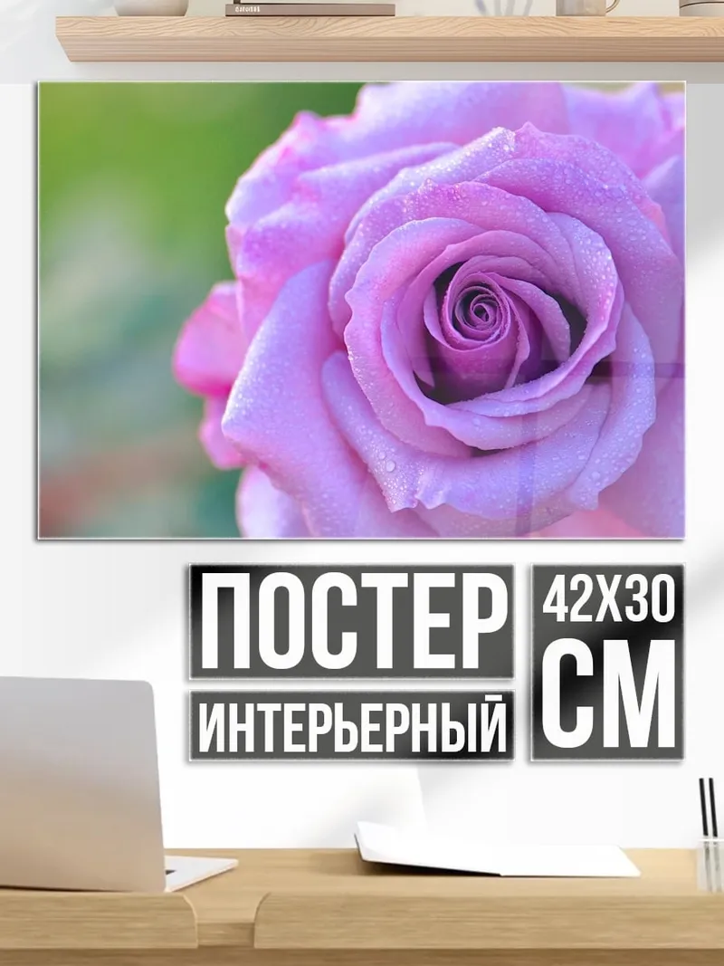 Постер Розовая роза