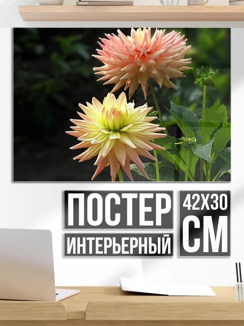 Постер Цветущие георгины