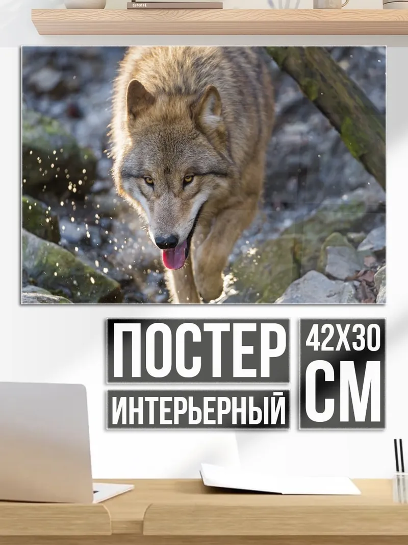 Постер Идущий волк в лесу