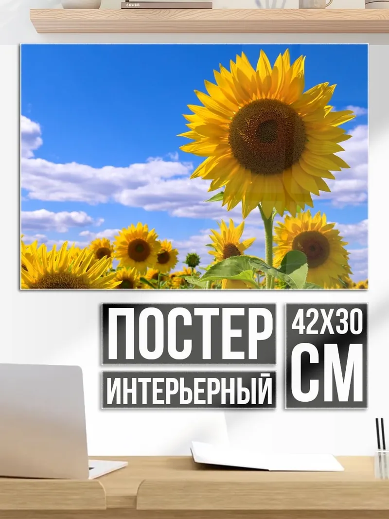 Постер Поле подсолнухов