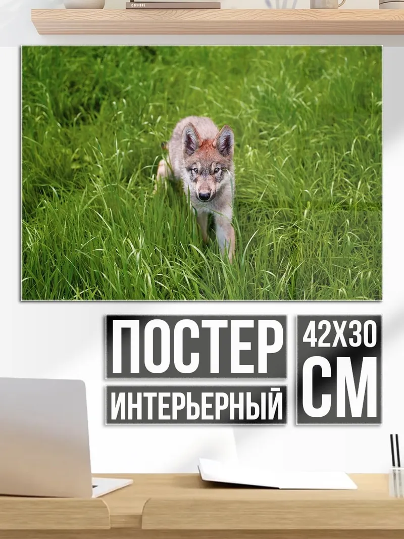 Постер Волчонок в траве