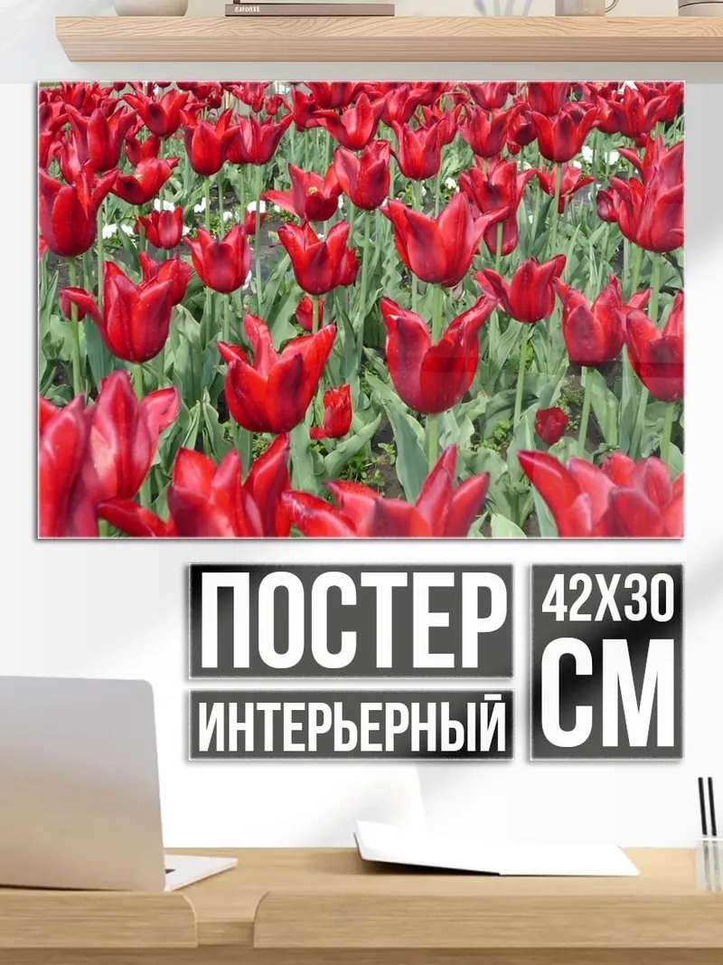 Постер Красные тюльпаны
