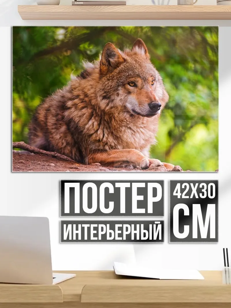 Постер портрет волка
