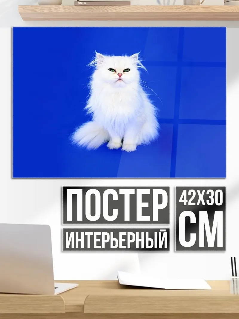 Постер белый персидский кот