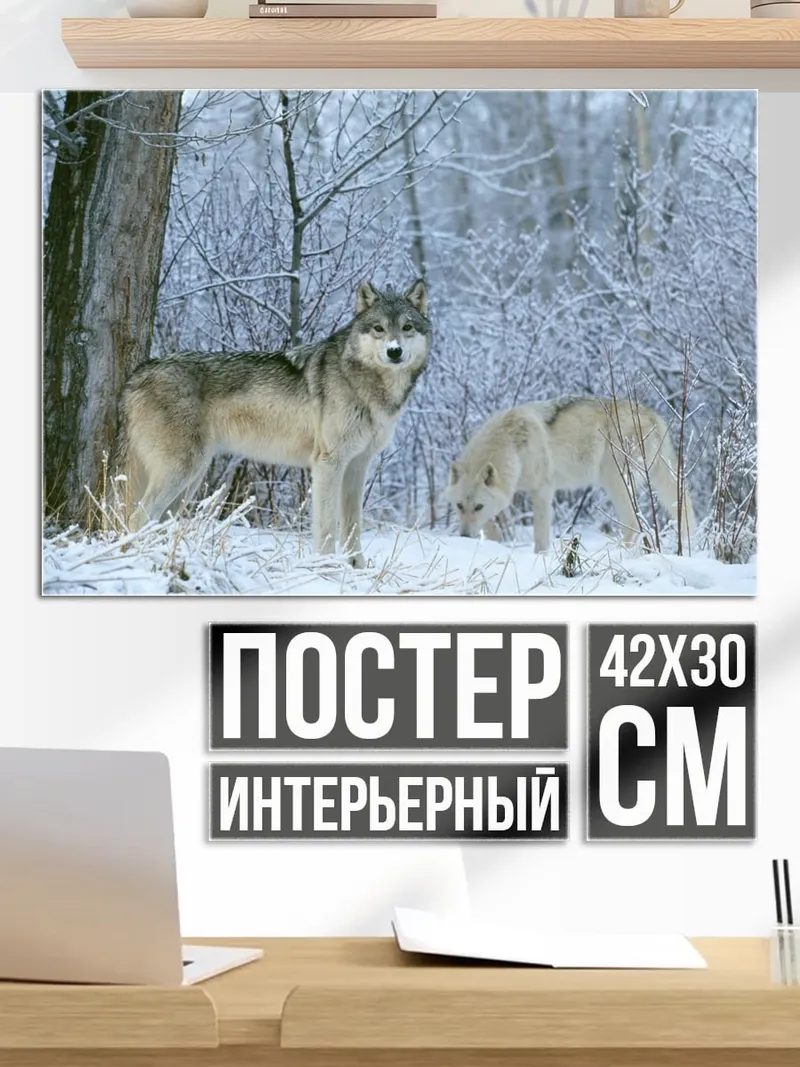 Постер волки в снегу