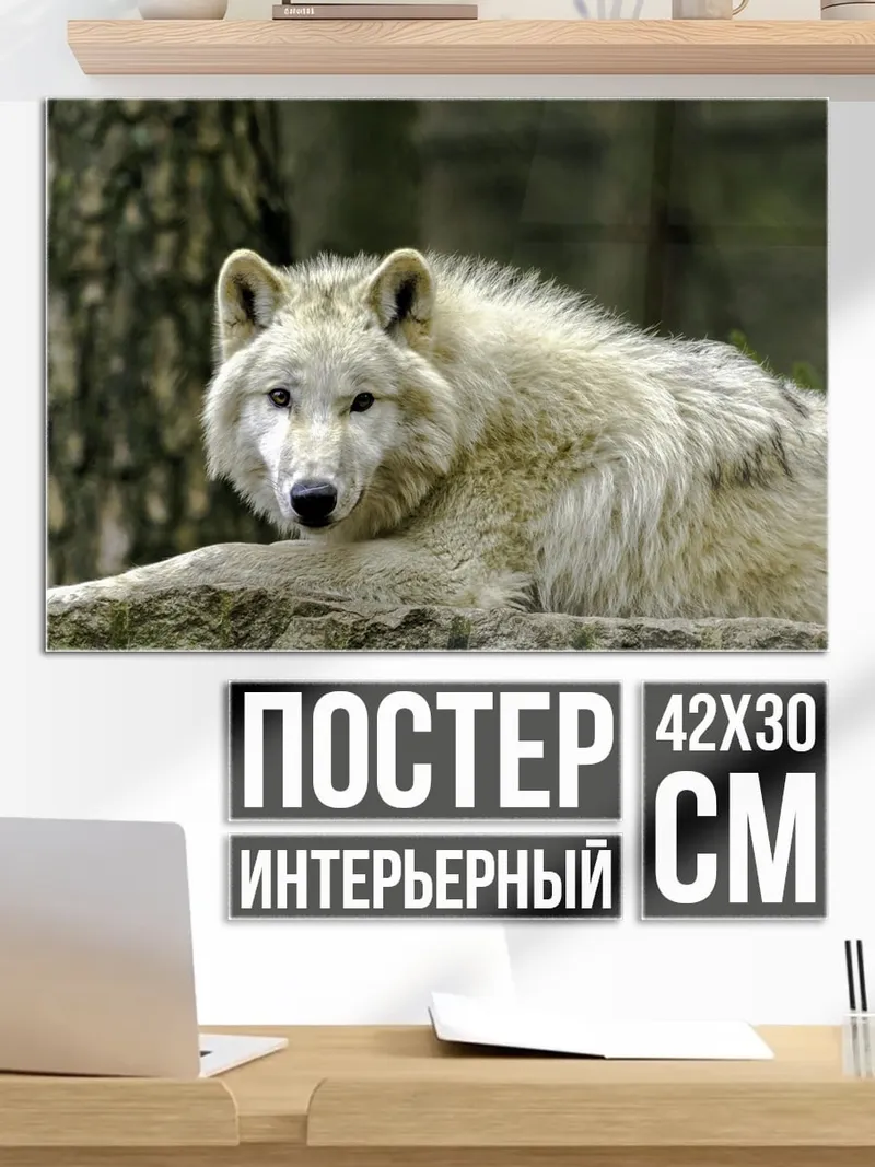 Постер белый волк