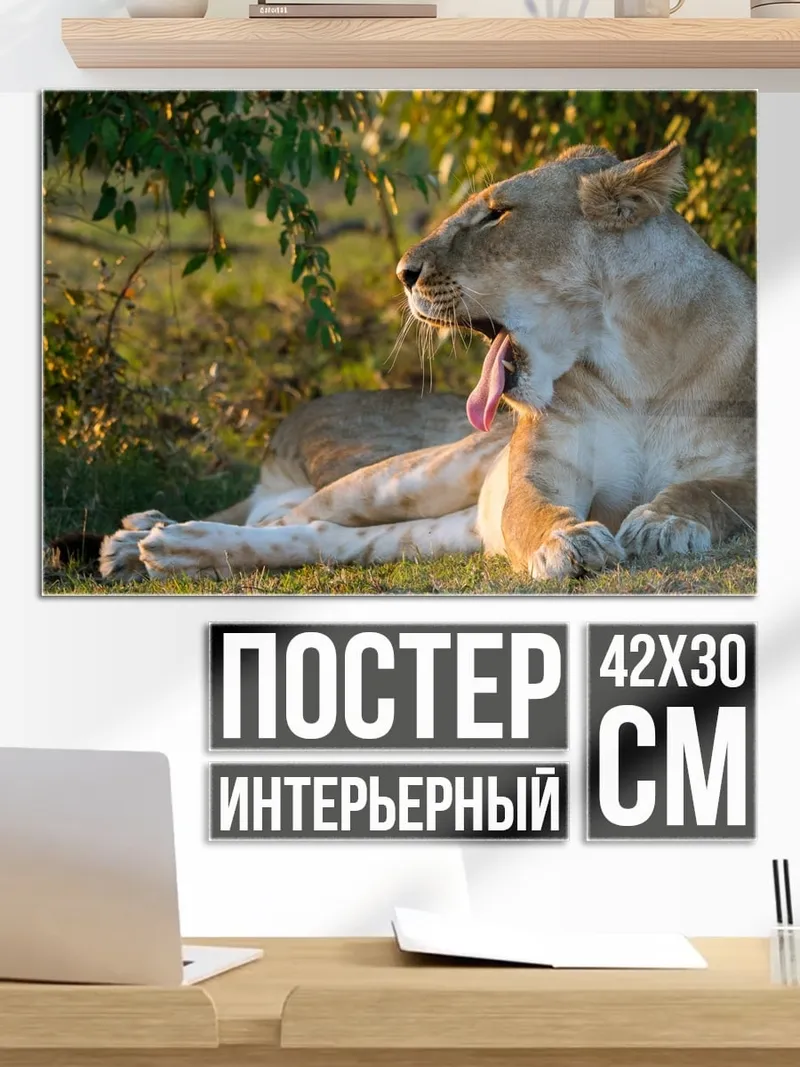 Постер зевающая львица
