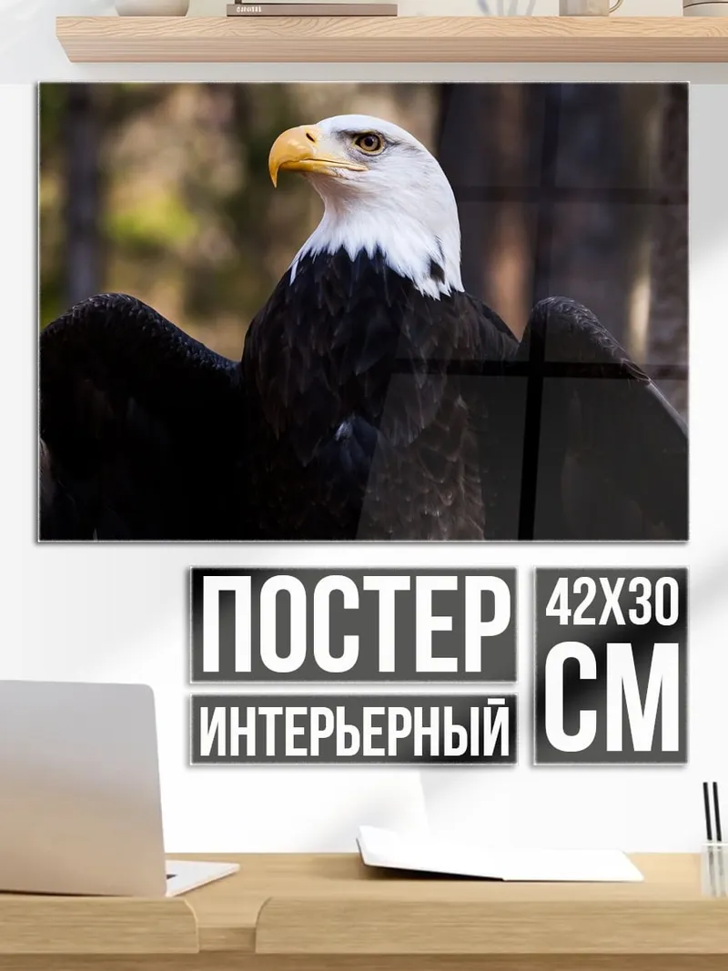 Постер белоголовый орлан