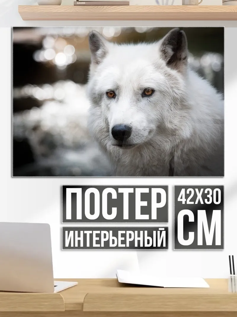 Постер белый волк смотрит