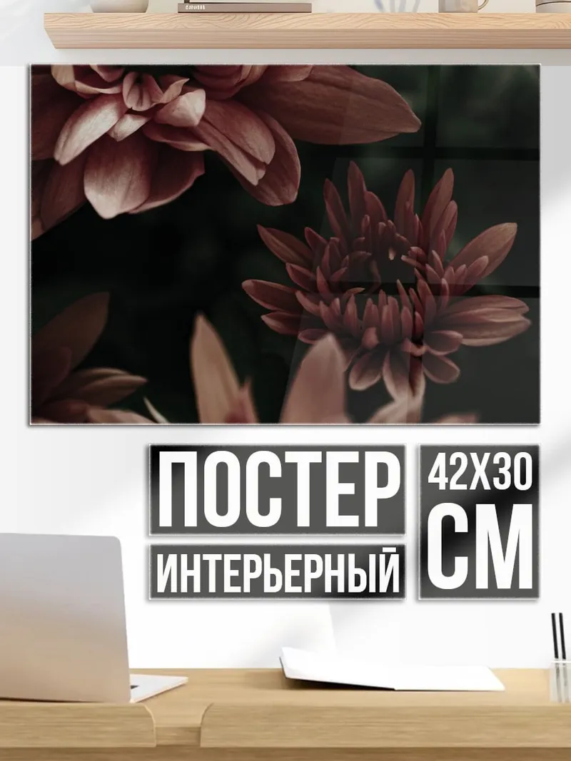Постер Красные хризантемы