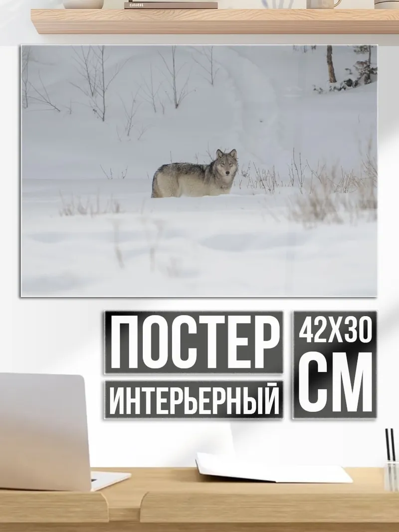 Постер Волк в снегу