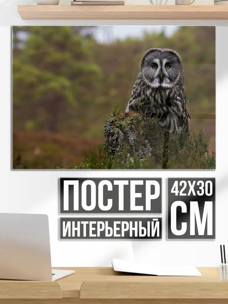 Постер сова в лесу