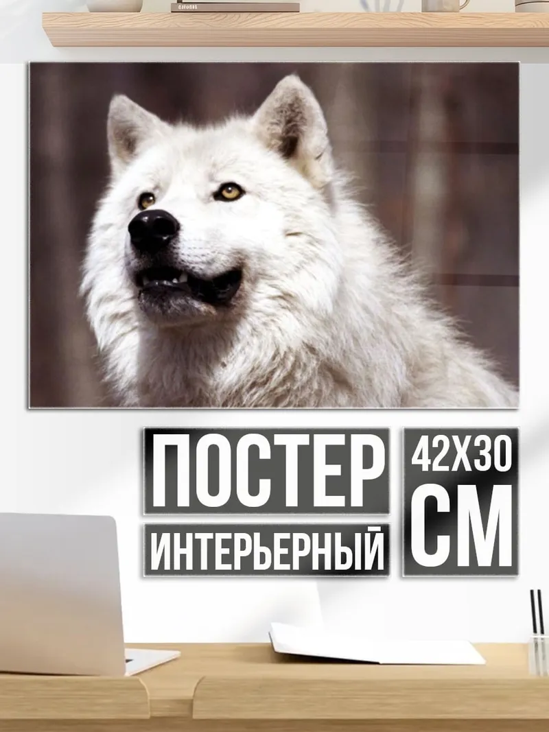 Постер Белый волк