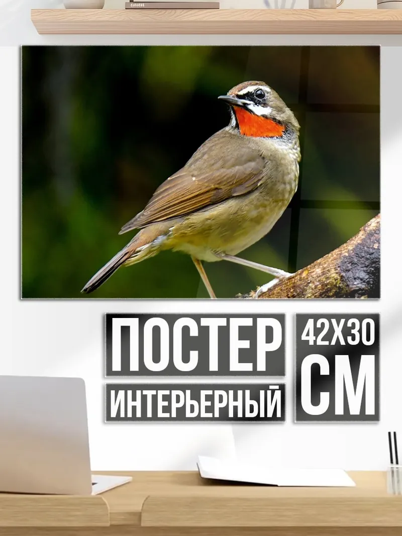 Постер Птица с красным горлом