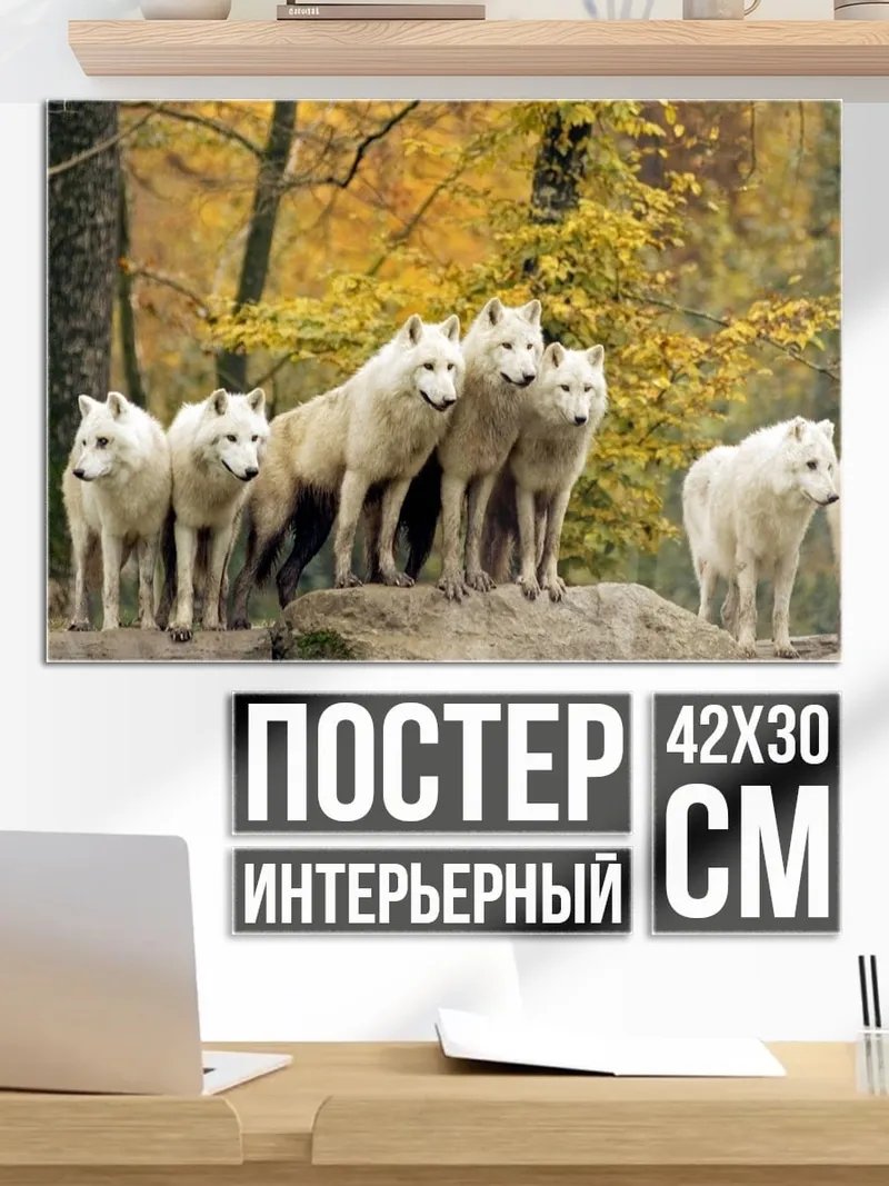 Постер Стая белых волков