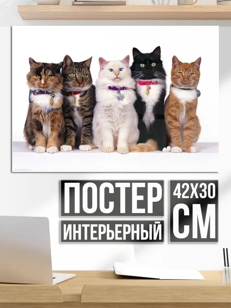 Постер пять кошек