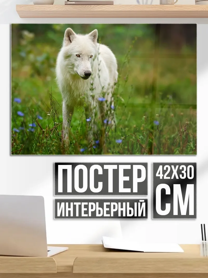 Постер Белый волк