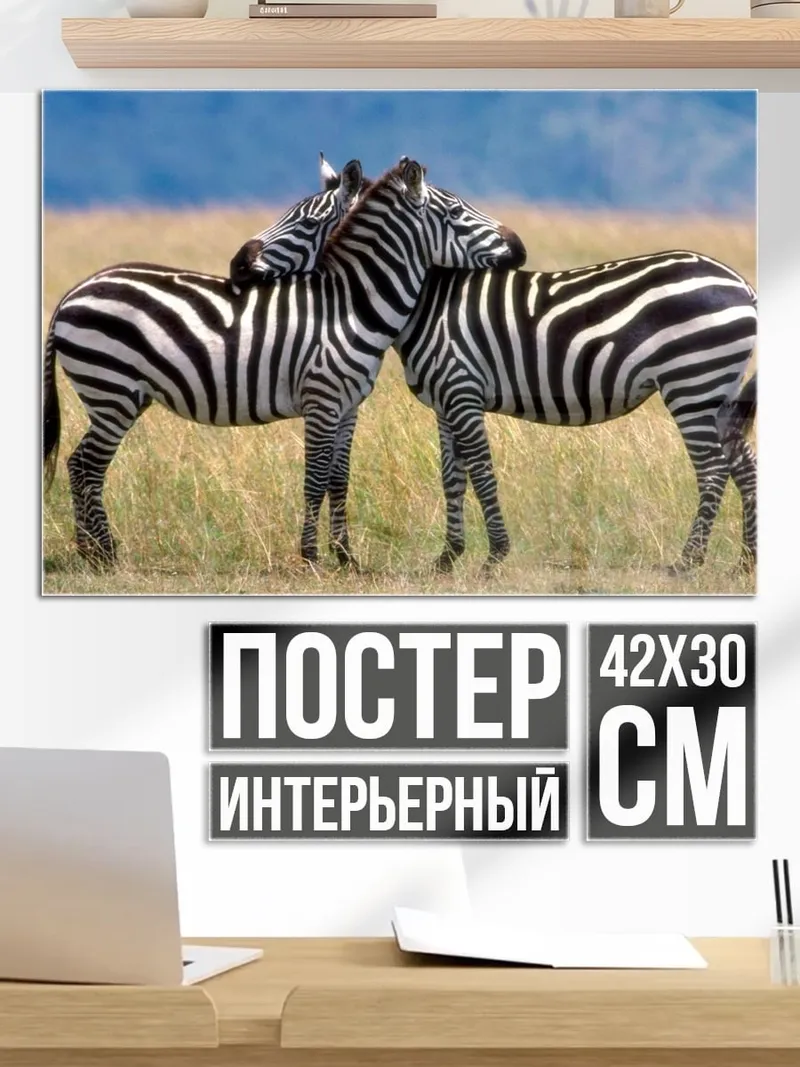 Постер Две зебры вместе