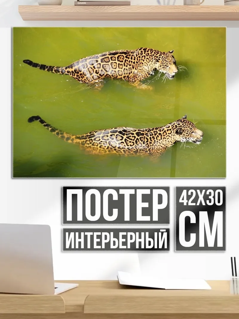 Постер Ягуары в воде
