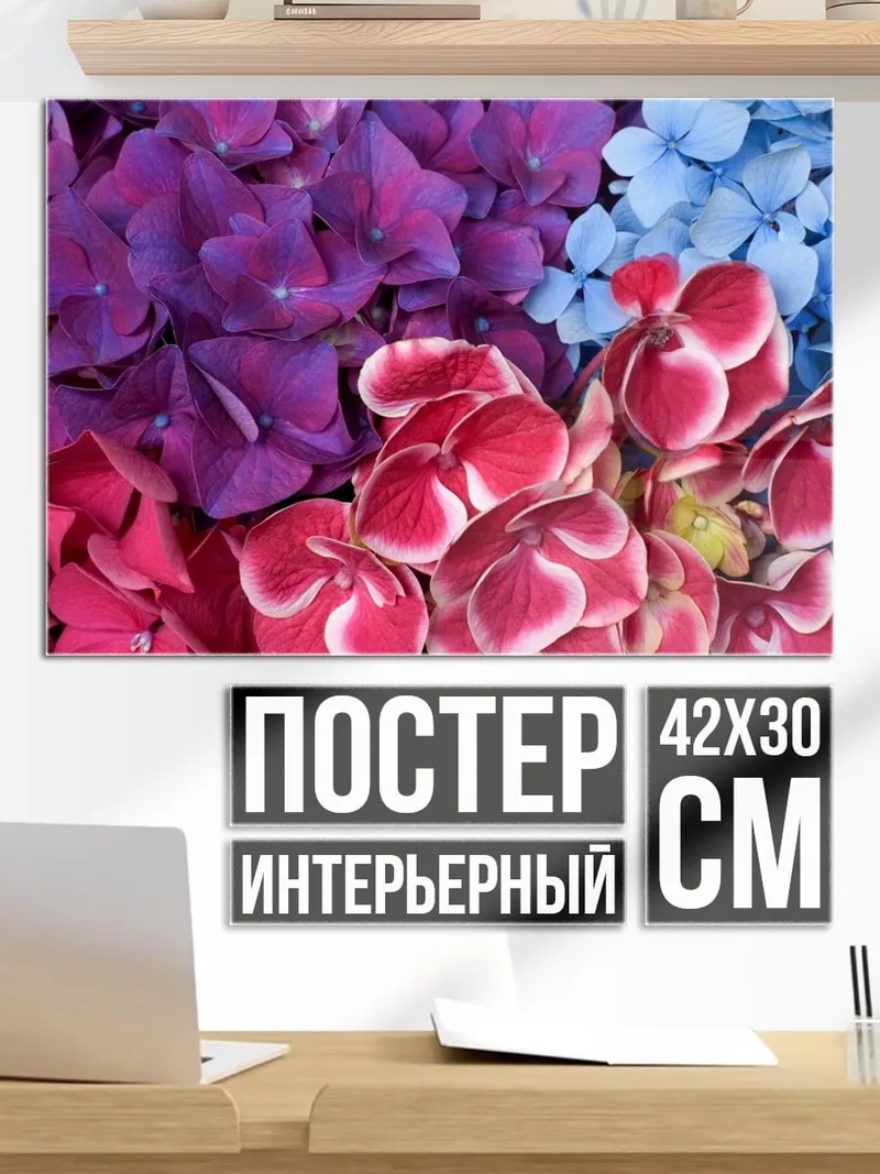 Постер Цветы гортензии