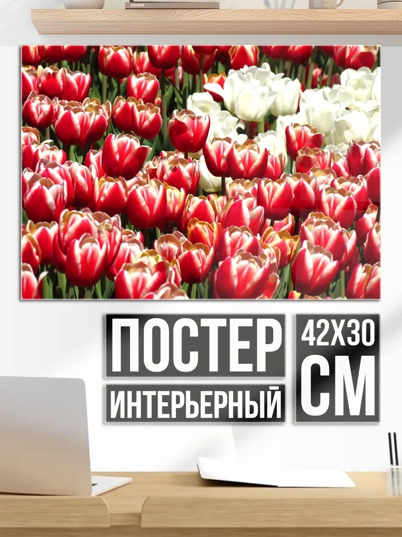 Постер Поле Тюльпанов