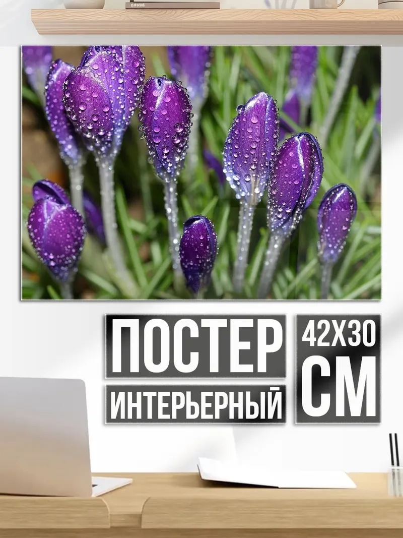 Постер фиолетовые крокусы в росе