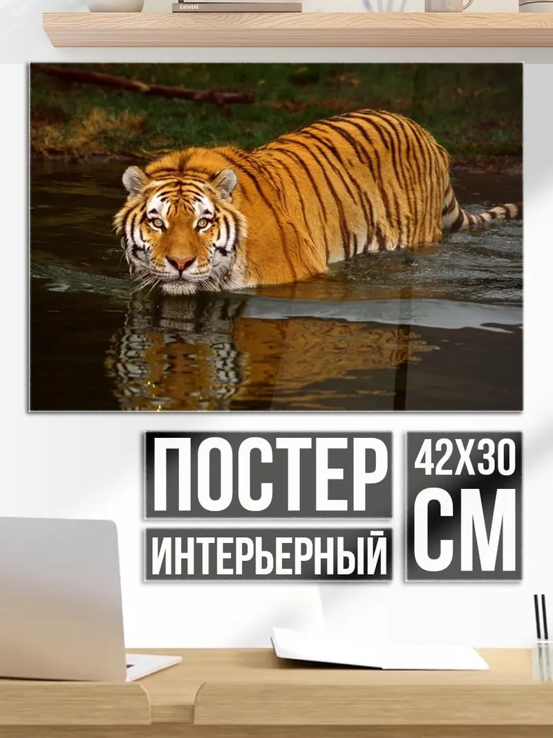 Постер Тигр в воде