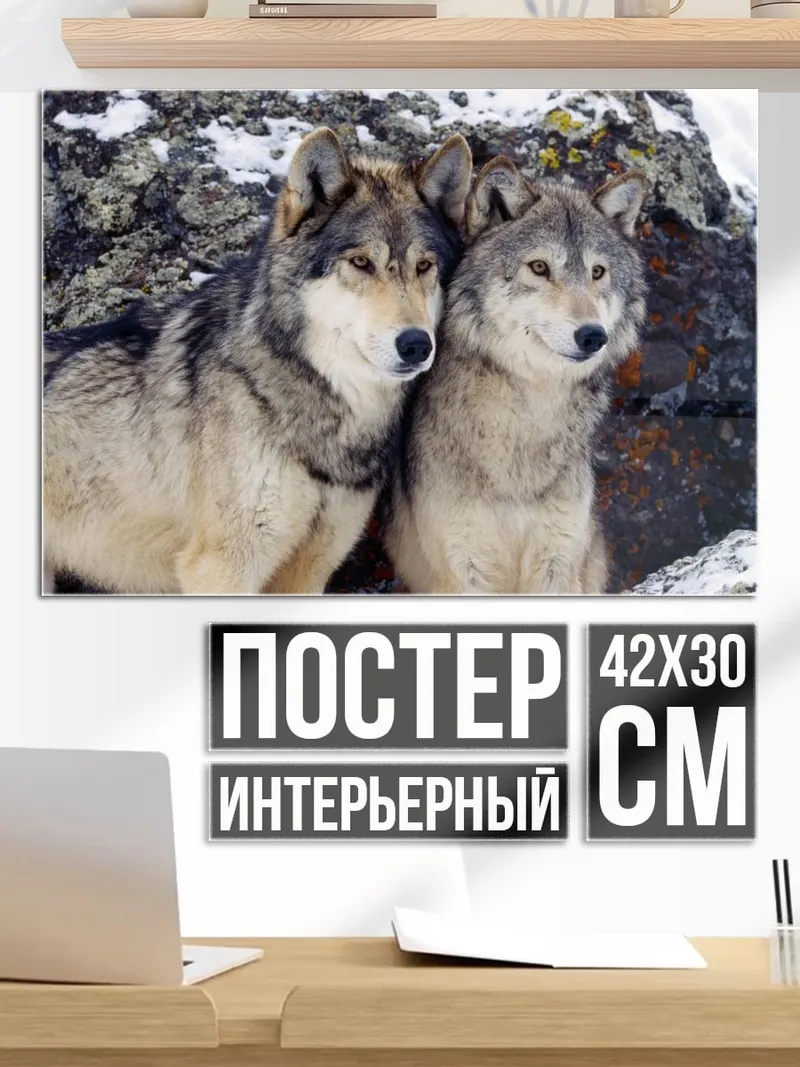 Постер Два волка зимой
