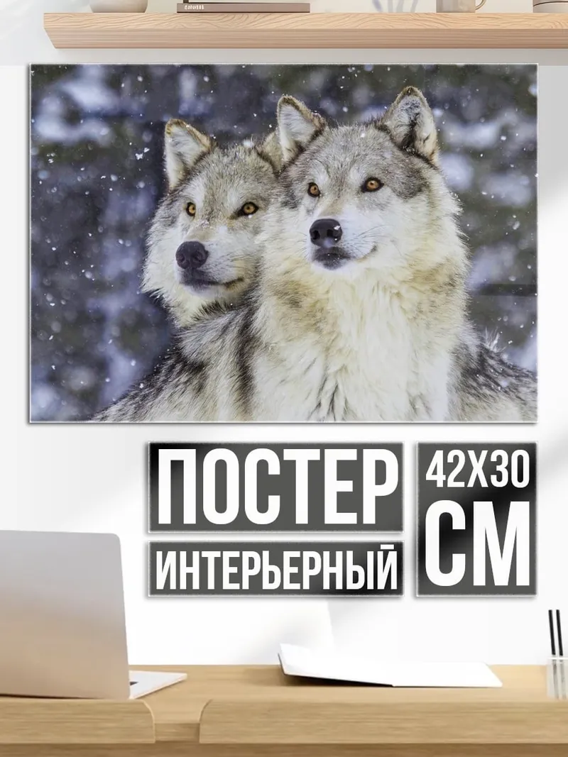Постер Пара волков