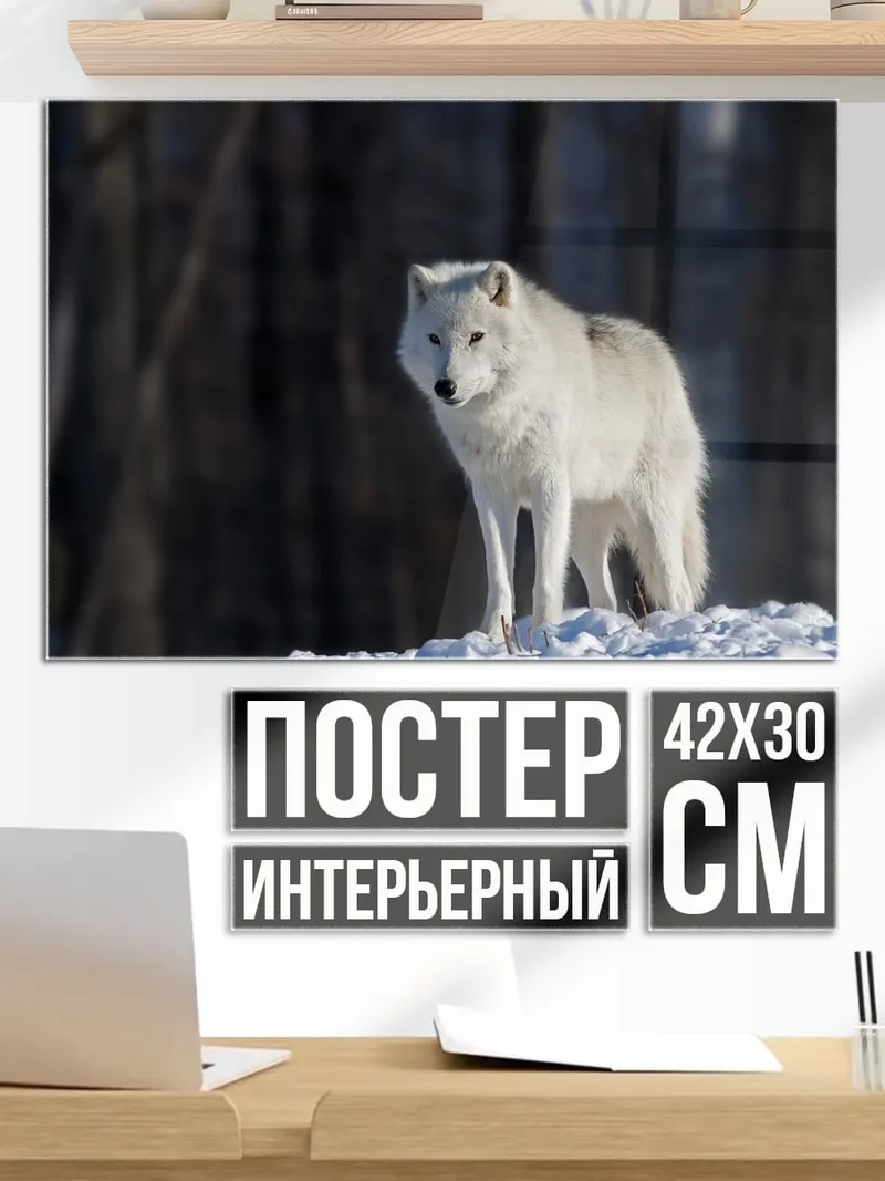 Постер Белый волк зимой