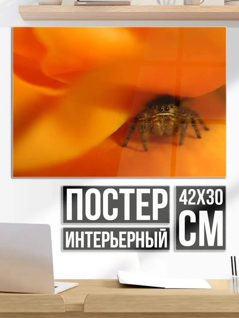 Постер Паук в цветке