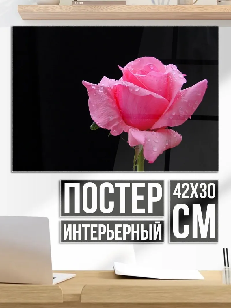 Постер Розовая роза каплях