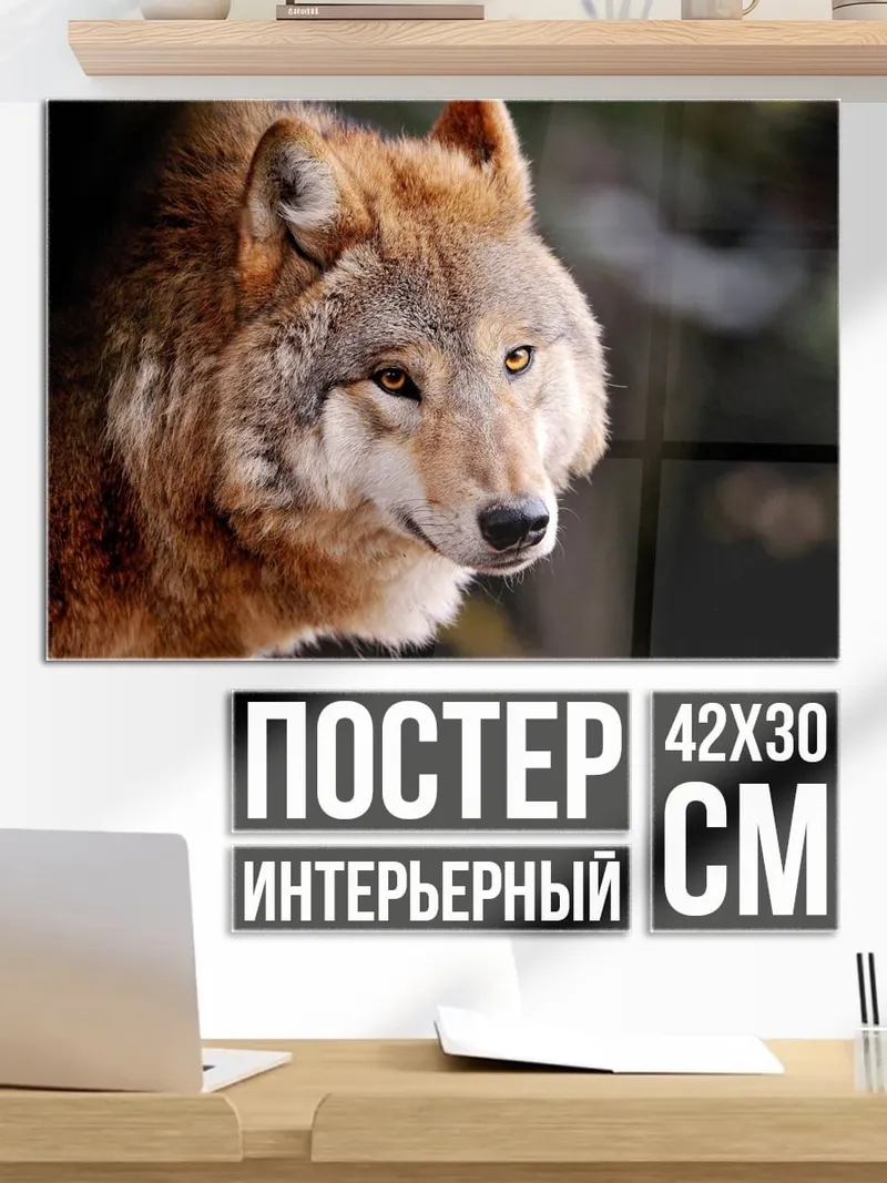 Постер Рыжий волк