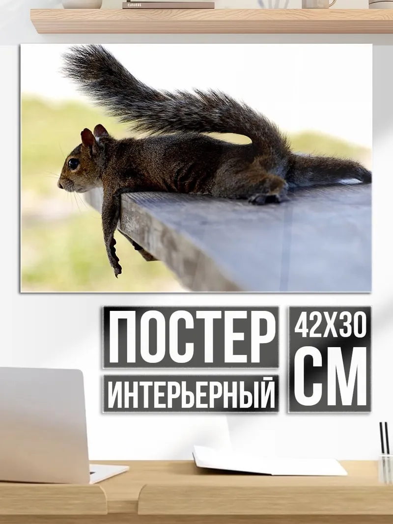 Постер Ленивая белка