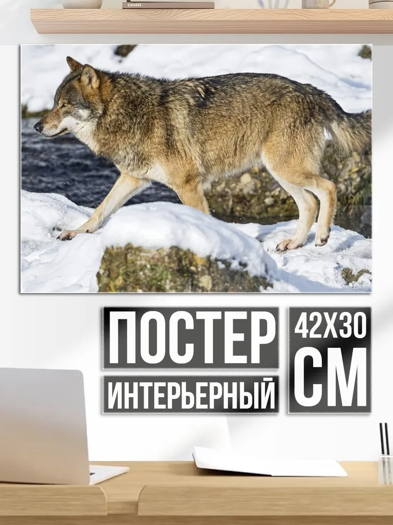 Постер Волк в снегу