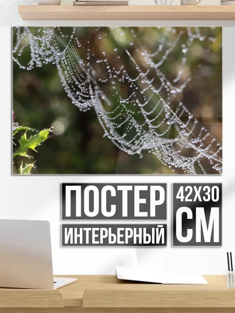 Постер паутина роса утро