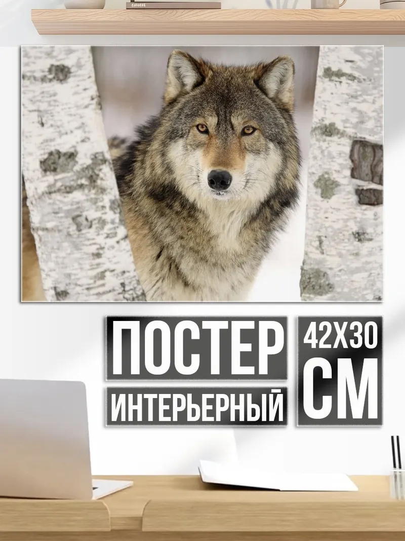 Постер волк в лесу