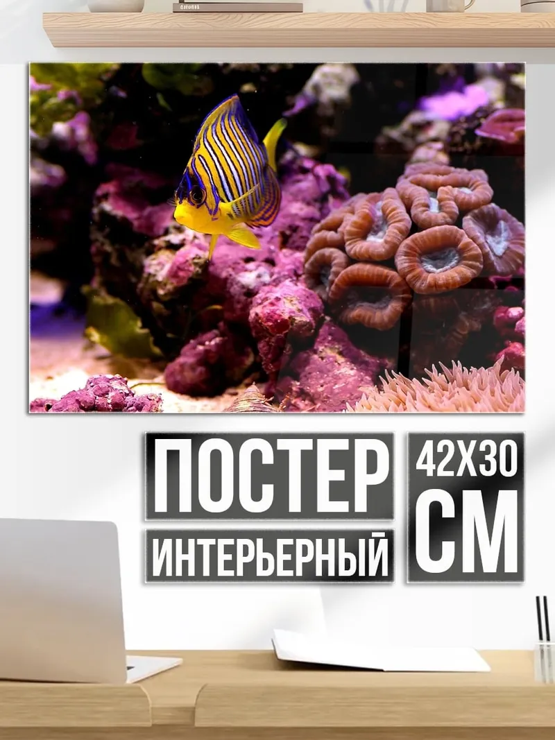 Постер Рыбка ангел в кораллах